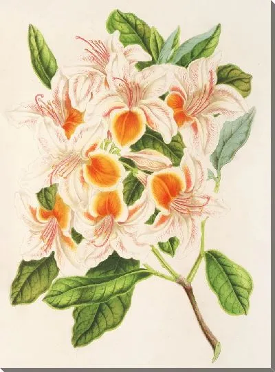 Картина Азалия великолепная (1854-1896)