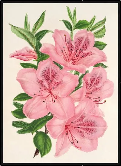 Картина Азалия индийская (гибрида) гигантская (1854-1896)