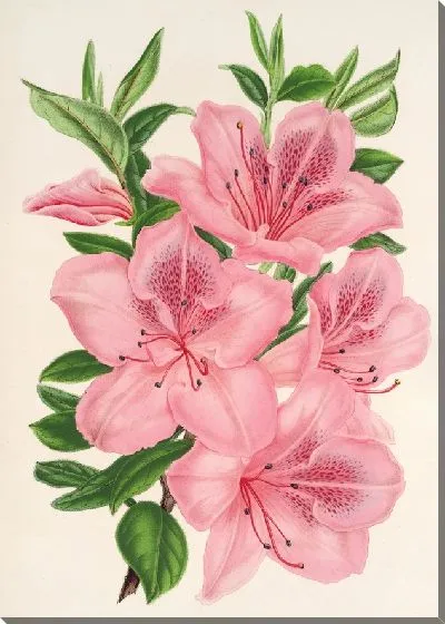 Картина Азалия индийская (гибрида) гигантская (1854-1896)