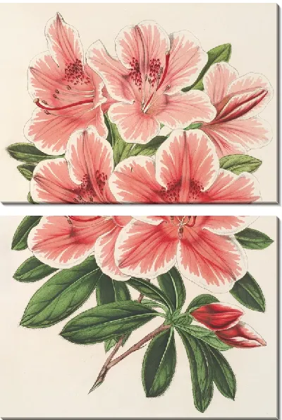 Картина Азалия индийская (гибрида) Дьедонне Спа (1854-1896)