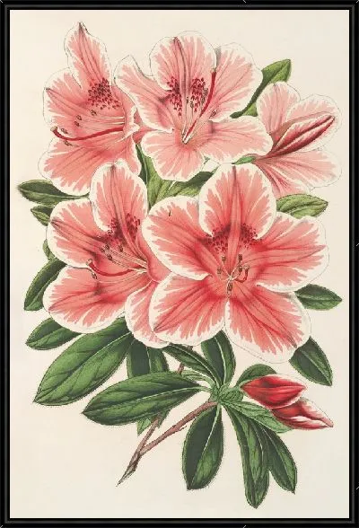 Картина Азалия индийская (гибрида) Дьедонне Спа (1854-1896)