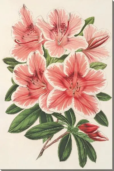 Картина Азалия индийская (гибрида) Дьедонне Спа (1854-1896)