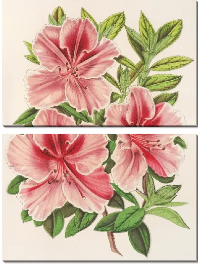 Картина Азалия индийская (гибрида) Мадам Вершафффельт (1854-1896)