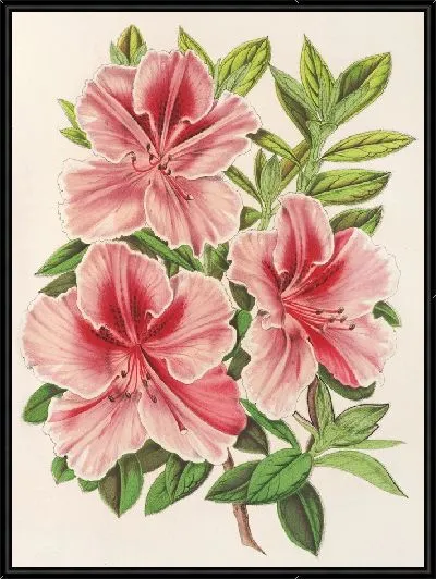 Картина Азалия индийская (гибрида) Мадам Вершафффельт (1854-1896)