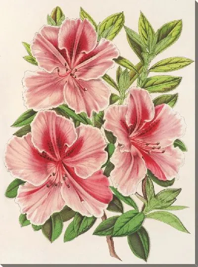 Картина Азалия индийская (гибрида) Мадам Вершафффельт (1854-1896)