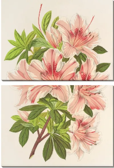 Картина Азалия индийская (гибридная) Чарльз Энке (1854-1896)