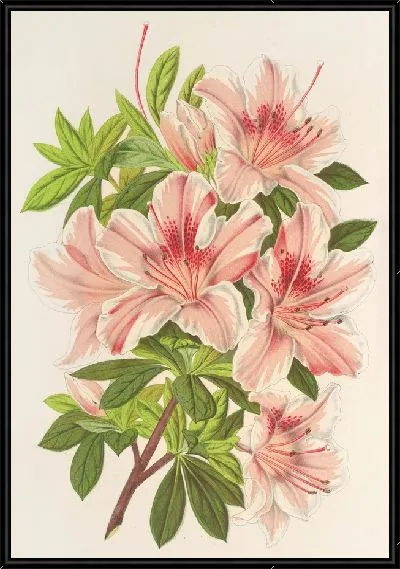 Картина Азалия индийская (гибридная) Чарльз Энке (1854-1896)