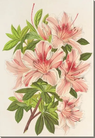 Картина Азалия индийская (гибридная) Чарльз Энке (1854-1896)