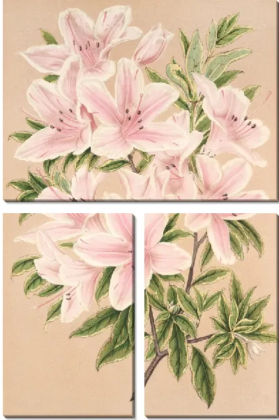 Картина Азалия индийская Великая Княгиня Елена (1854-1896)