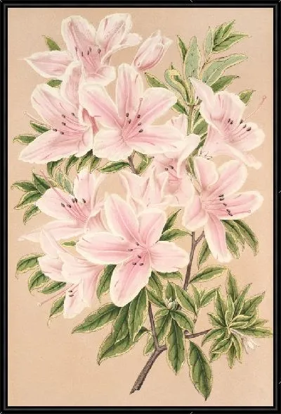 Картина Азалия индийская Великая Княгиня Елена (1854-1896)