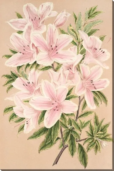 Картина Азалия индийская Великая Княгиня Елена (1854-1896)