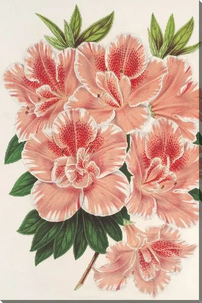 Картина Азалия Индия (1854-1896)