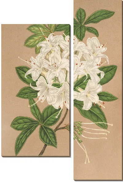 Картина Азалия китайская вар Альбифлора (1854-1896)