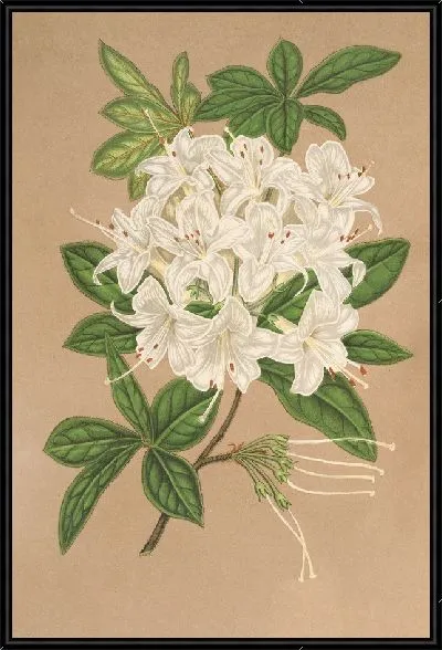 Картина Азалия китайская вар Альбифлора (1854-1896)