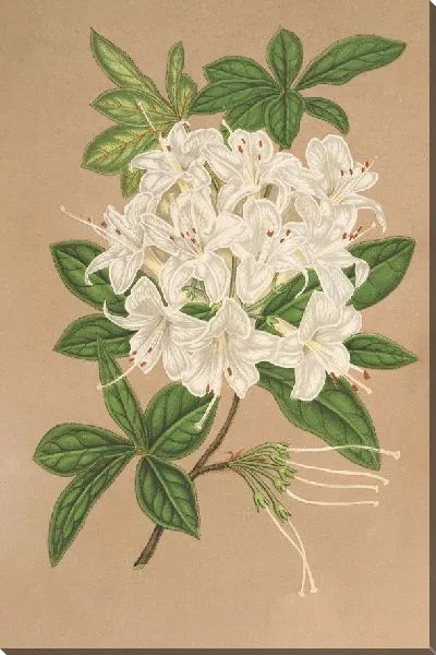 Картина Азалия китайская вар Альбифлора (1854-1896)