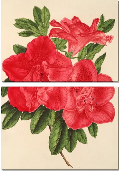 Картина Азалия месье Вароке (1854–1896)