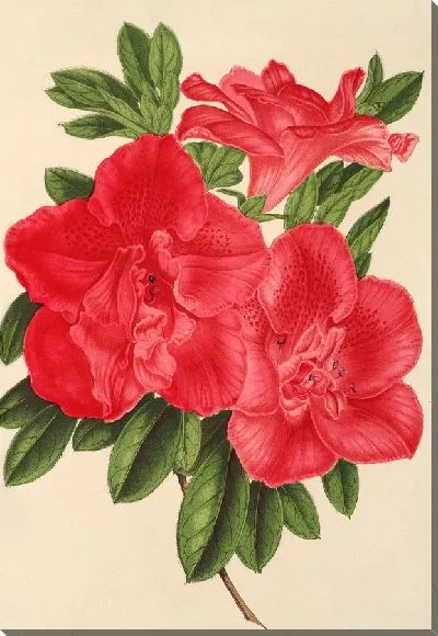 Картина Азалия месье Вароке (1854–1896)