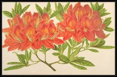 Азалия моллис (1854-1896)