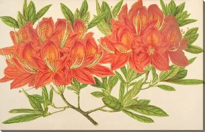 Азалия моллис (1854-1896)