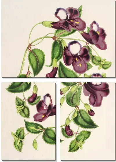 Картина Азиатская Торения (1854-1896)
