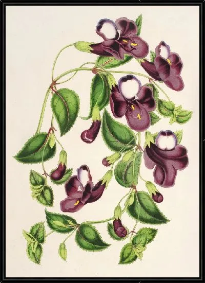 Картина Азиатская Торения (1854-1896)