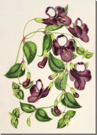 Картина Азиатская Торения (1854-1896)