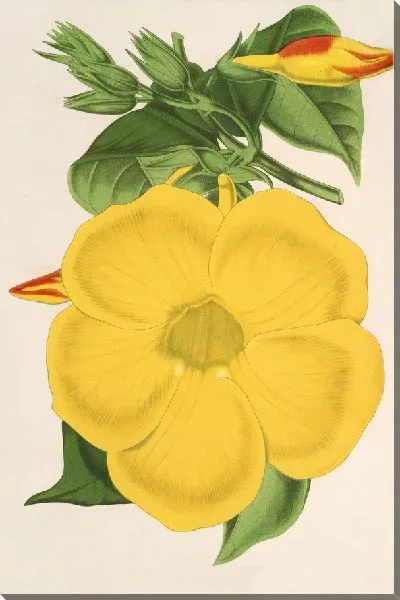 Картина Алламанда Нобилис (1854-1896)