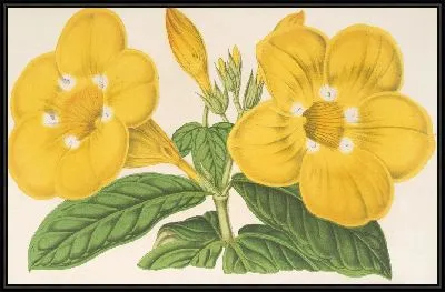 Картина Алламанда Хендерсони (1854-1896)