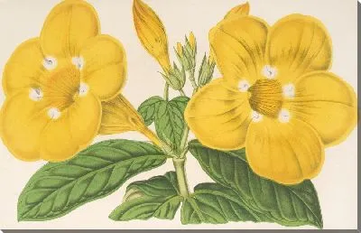 Картина Алламанда Хендерсони (1854-1896)