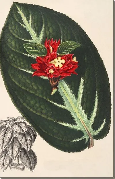 Картина Аллоплектус виттатус (1854-1896)