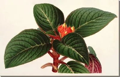 Картина Аллоплектус Заморенсис (1854-1896)