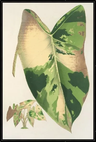 Картина Алоказия макрориза, вар. foliis variegatis (1854-1896)