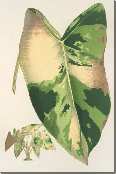 Картина Алоказия макрориза, вар. foliis variegatis (1854-1896)