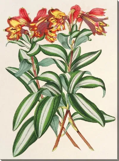 Картина Альстрамерия серебристо-виттата (1854-1896)