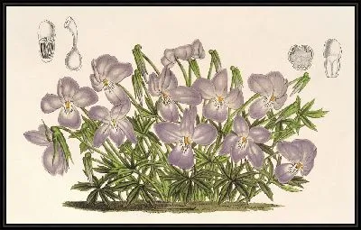 Картина Альт педата (1854–1896).