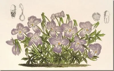 Картина Альт педата (1854–1896).