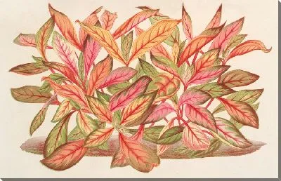 Картина Альтернантера амабилис (вар) (1854-1896)