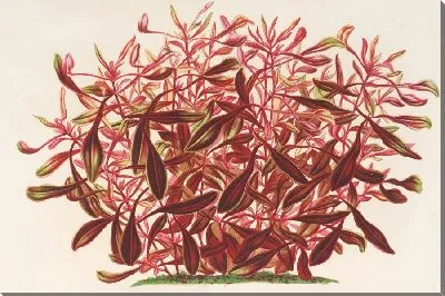 Картина Альтернантера лопатчатая (1854-1896)