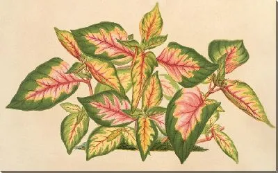 Картина Альтернантера мягкая трехцветная (1854-1896)