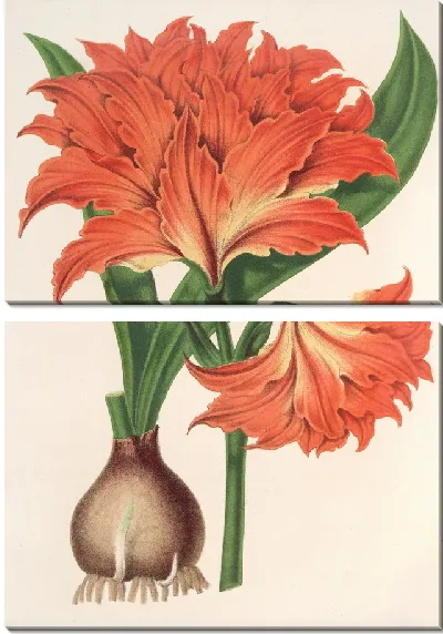 Картина Амариллис (Гиппеаструм) Альберти (1854-1896)