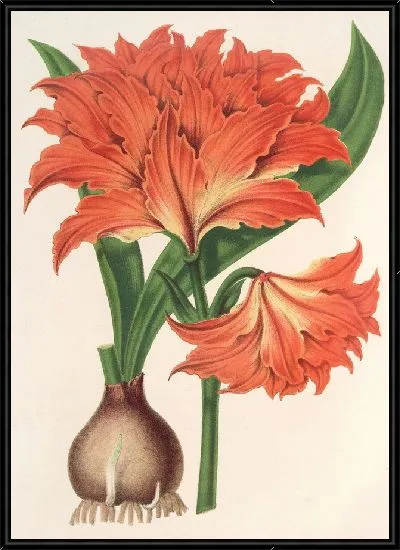 Картина Амариллис (Гиппеаструм) Альберти (1854-1896)