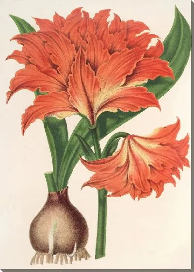 Картина Амариллис (Гиппеаструм) Альберти (1854-1896)