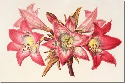 Картина Амариллис Белладонна (1854-1896)