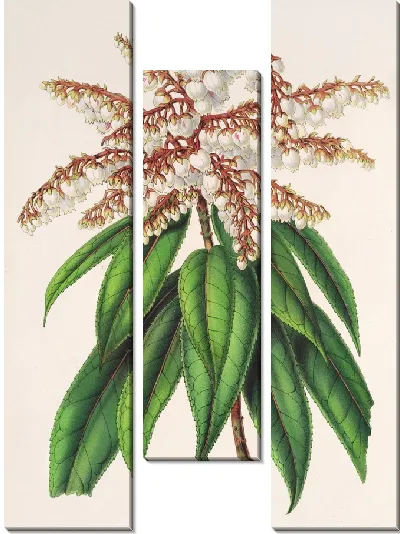 Картина Андромеда (Comarostaphylis) formosa (1854-1896)