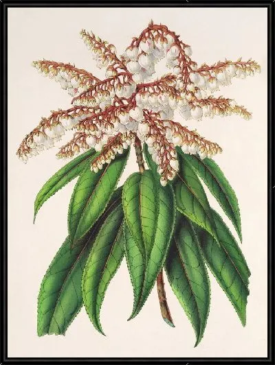 Картина Андромеда (Comarostaphylis) formosa (1854-1896)