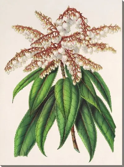 Картина Андромеда (Comarostaphylis) formosa (1854-1896)