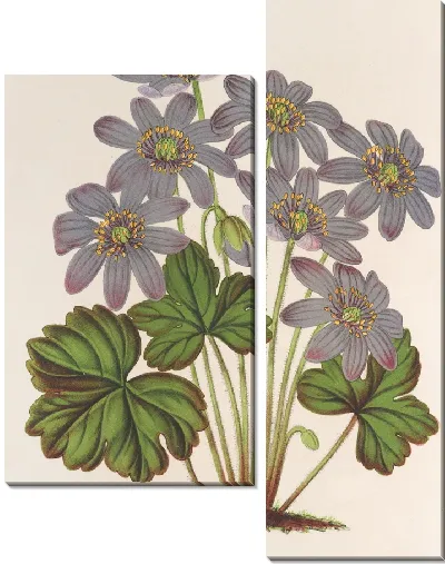 Картина Анемона (Hepatica) angulosa (1854-1896)