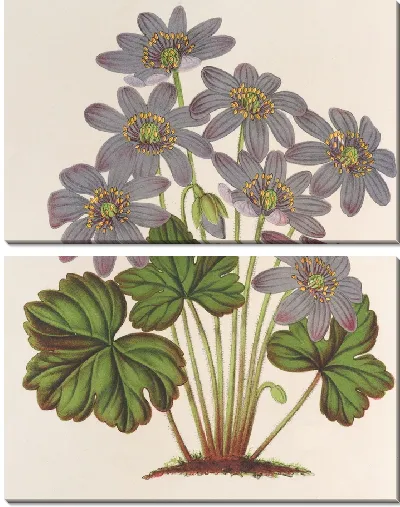 Картина Анемона (Hepatica) angulosa (1854-1896)
