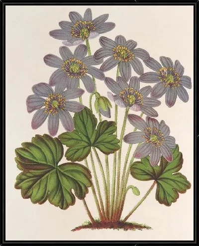 Картина Анемона (Hepatica) angulosa (1854-1896)