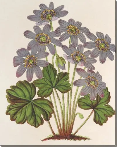Картина Анемона (Hepatica) angulosa (1854-1896)
